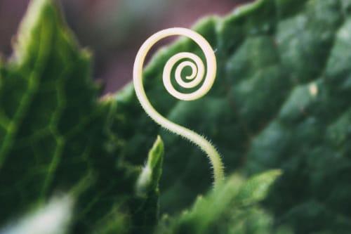 A seedling sprouting.
